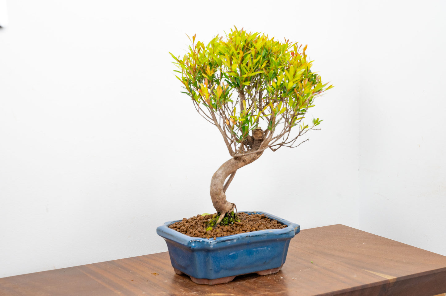 Large Chinese Myrtle Bonsai S Trunk - 20cm Blue Ceramic Pot & Care Kit