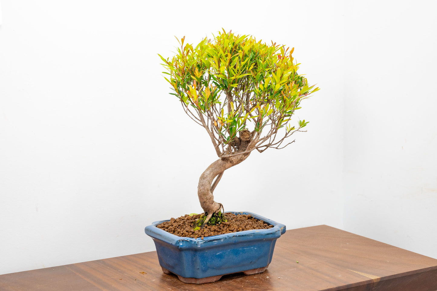 Large Chinese Myrtle Bonsai S Trunk - 20cm Blue Ceramic Pot & Care Kit