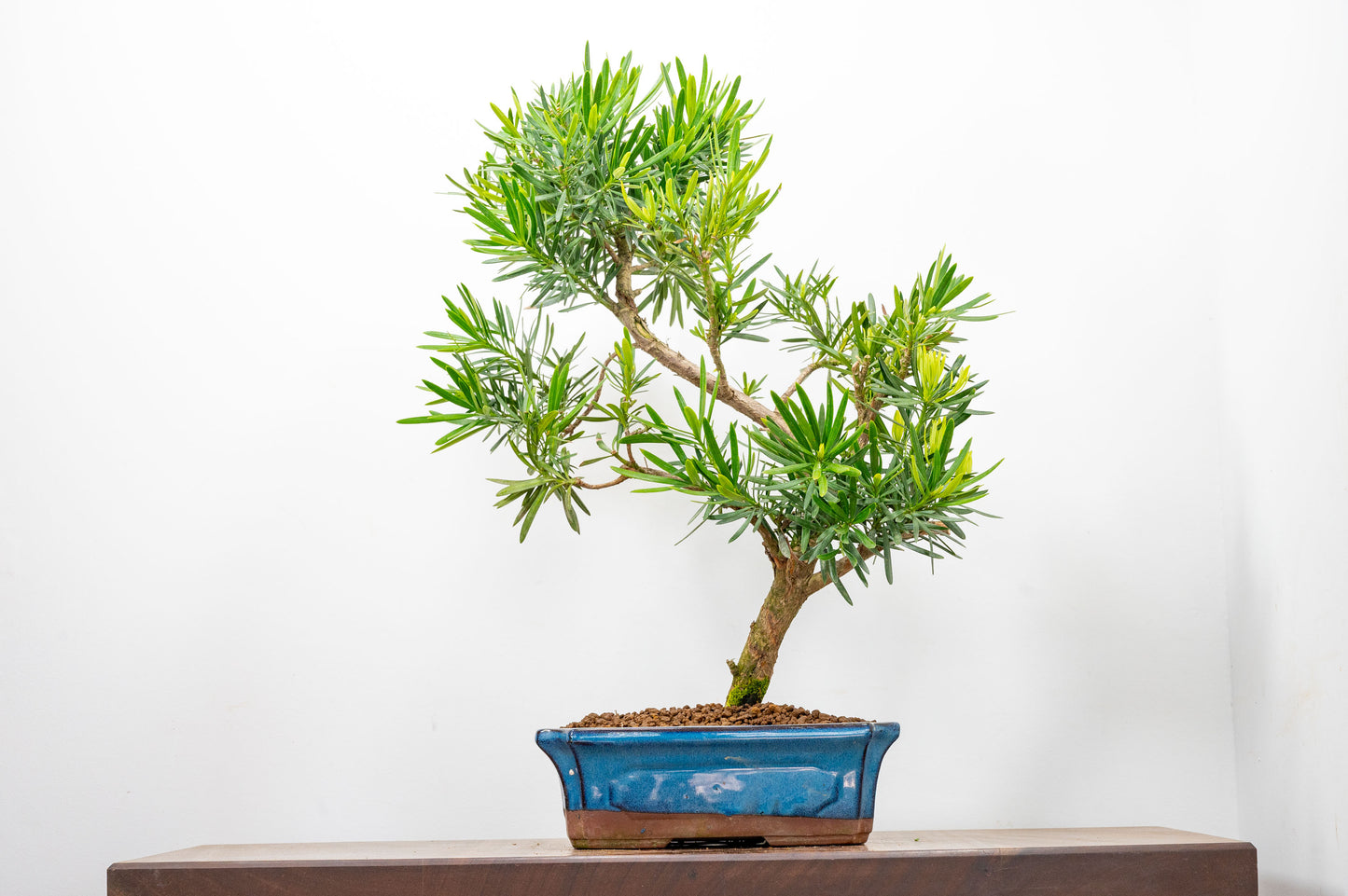 Buddhist Pine Bonsai  S Trunk - 24cm Blue Ceramic Pot