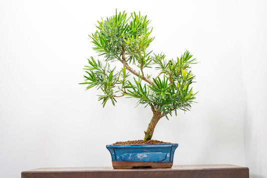 Buddhist Pine Bonsai  S Trunk - 24cm Blue Ceramic Pot