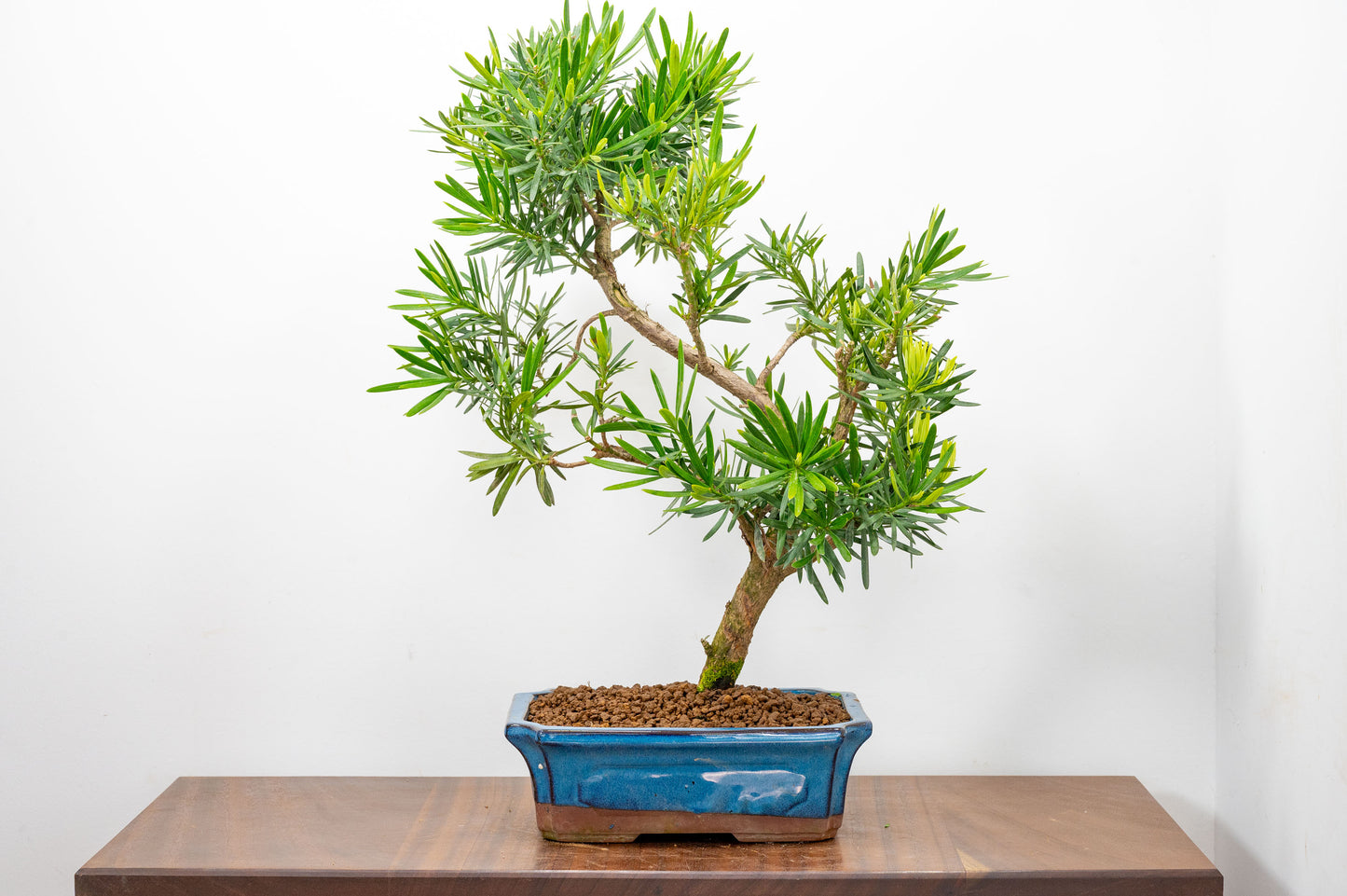 Buddhist Pine Bonsai  S Trunk - 24cm Blue Ceramic Pot
