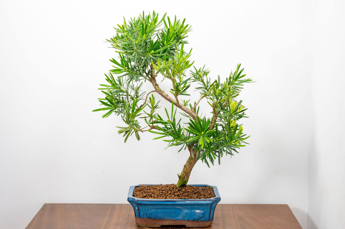 Buddhist Pine Bonsai  S Trunk - 24cm Blue Ceramic Pot