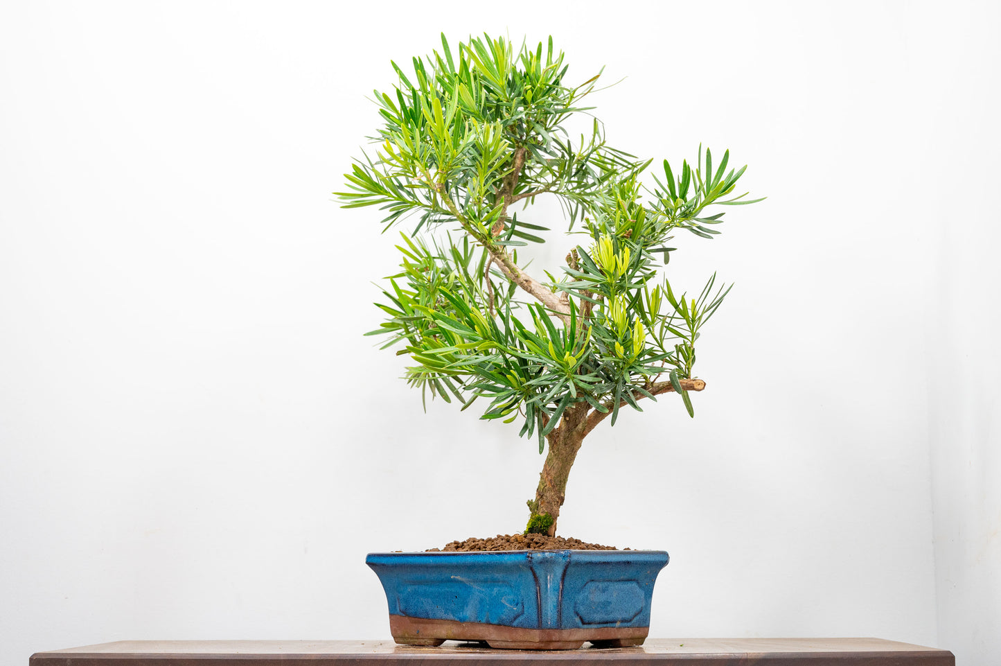Buddhist Pine Bonsai  S Trunk - 24cm Blue Ceramic Pot