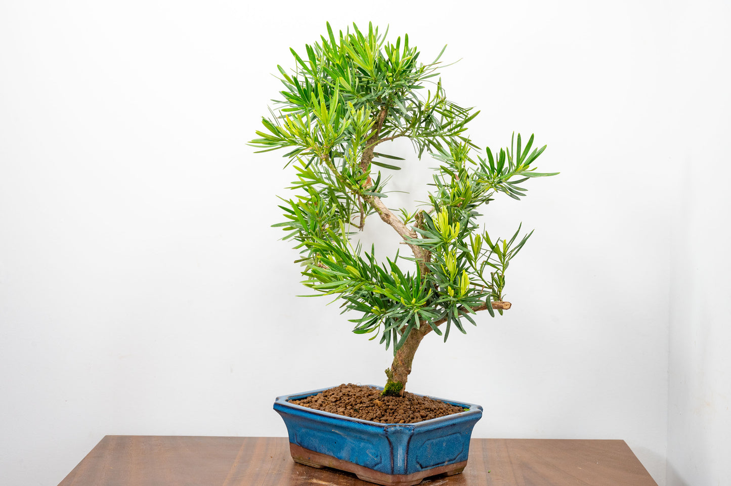 Buddhist Pine Bonsai  S Trunk - 24cm Blue Ceramic Pot