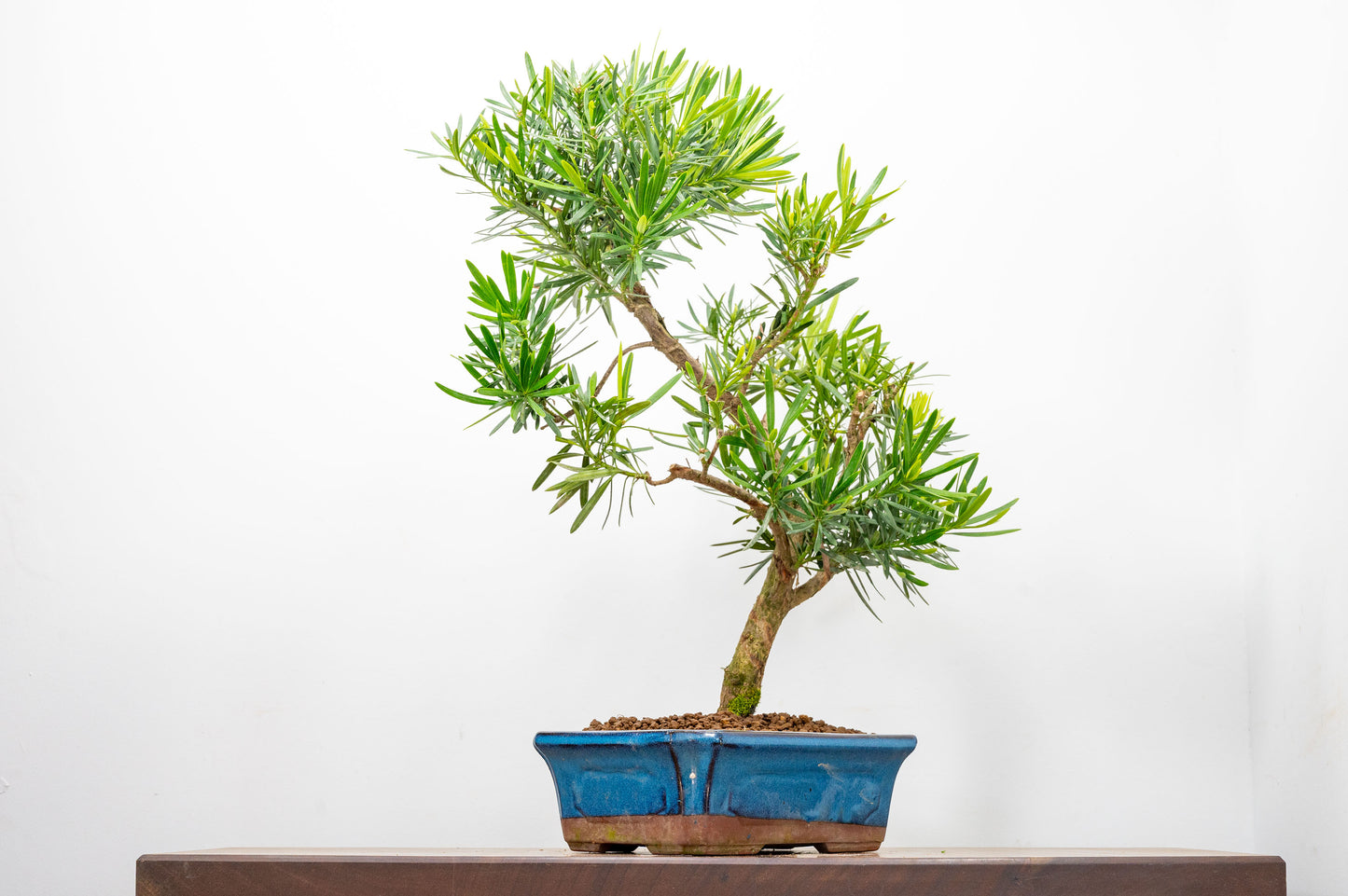 Buddhist Pine Bonsai  S Trunk - 24cm Blue Ceramic Pot