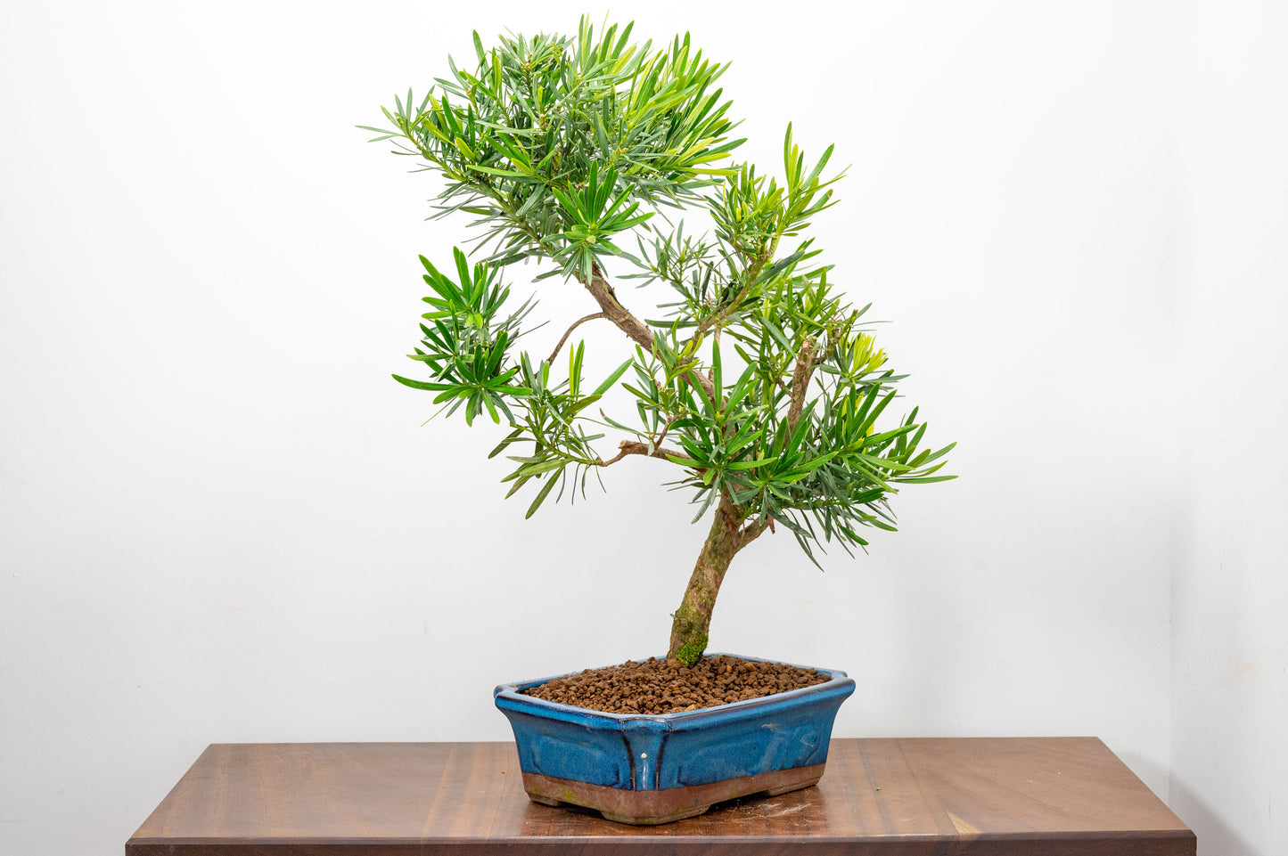 Buddhist Pine Bonsai  S Trunk - 24cm Blue Ceramic Pot