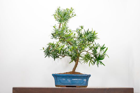Buddhist Pine Bonsai  S Trunk - 24cm Blue Ceramic Pot