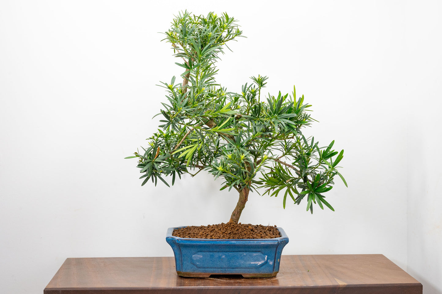 Buddhist Pine Bonsai  S Trunk - 24cm Blue Ceramic Pot