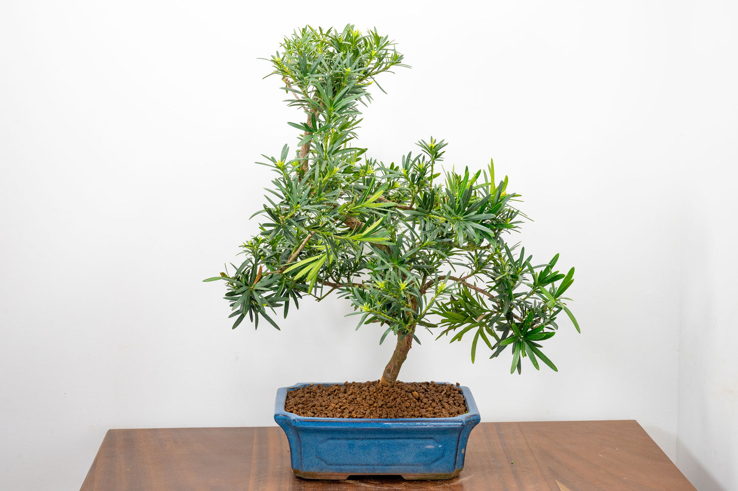 Buddhist Pine Bonsai  S Trunk - 24cm Blue Ceramic Pot