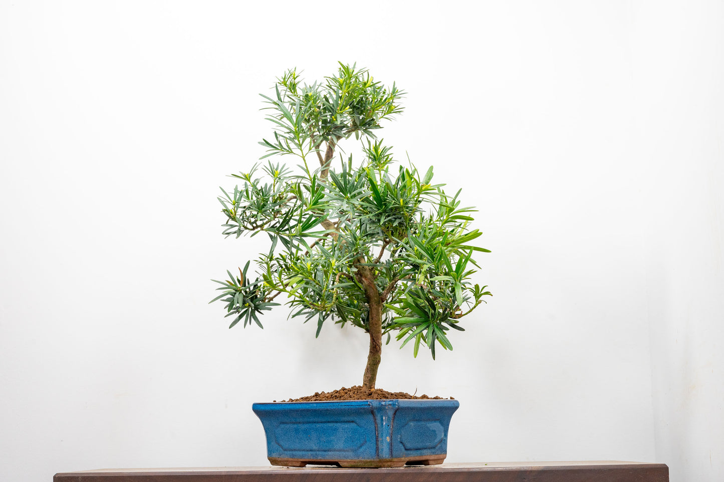 Buddhist Pine Bonsai  S Trunk - 24cm Blue Ceramic Pot