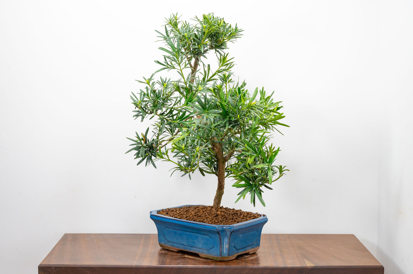 Buddhist Pine Bonsai  S Trunk - 24cm Blue Ceramic Pot