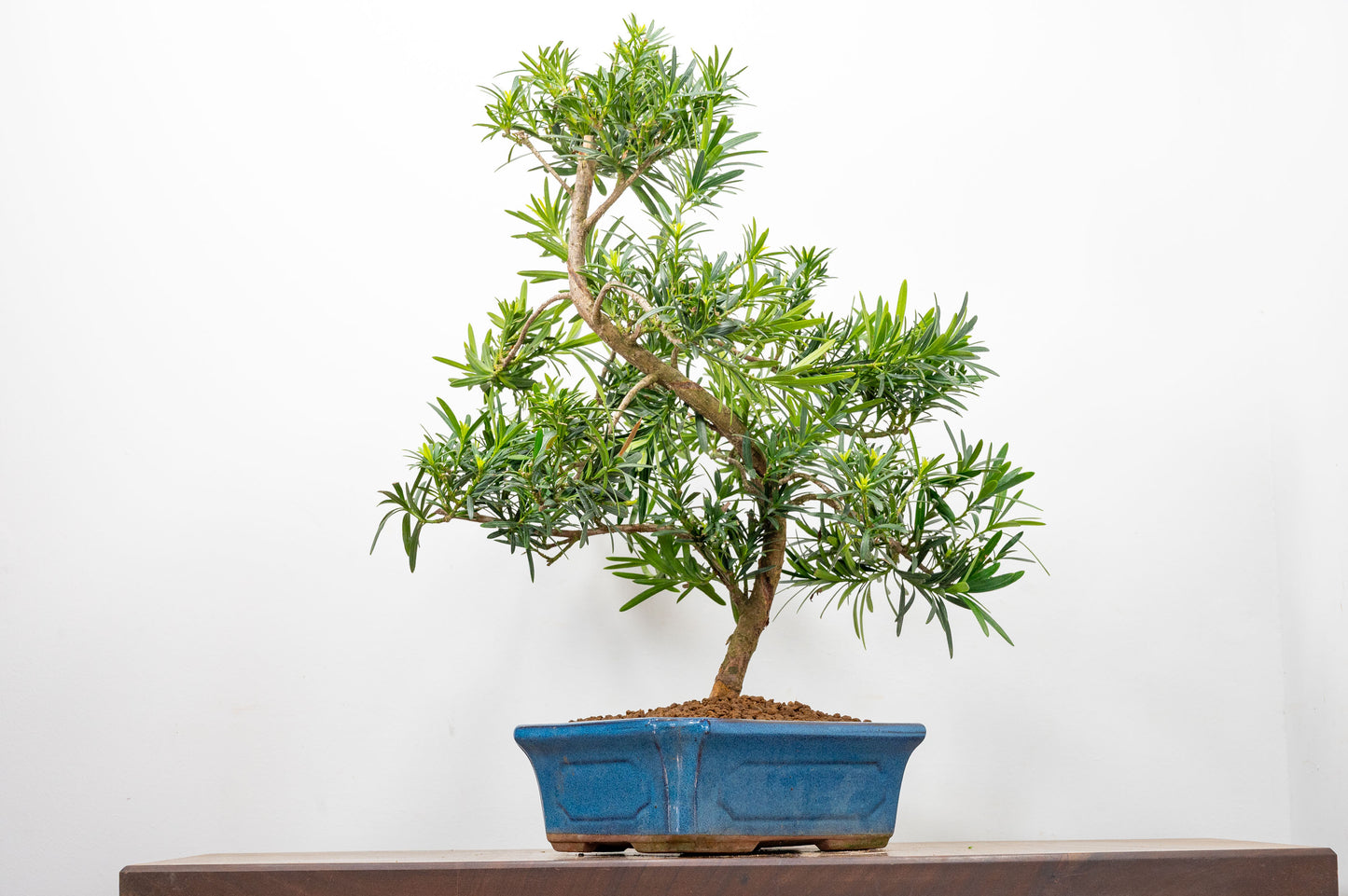 Buddhist Pine Bonsai  S Trunk - 24cm Blue Ceramic Pot