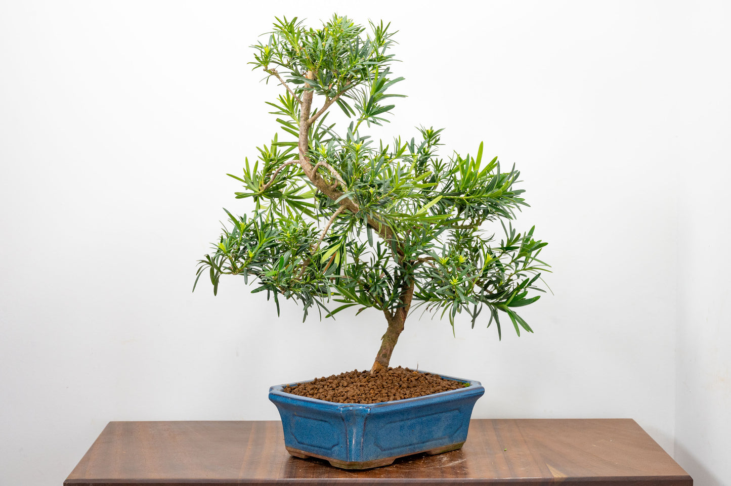 Buddhist Pine Bonsai  S Trunk - 24cm Blue Ceramic Pot