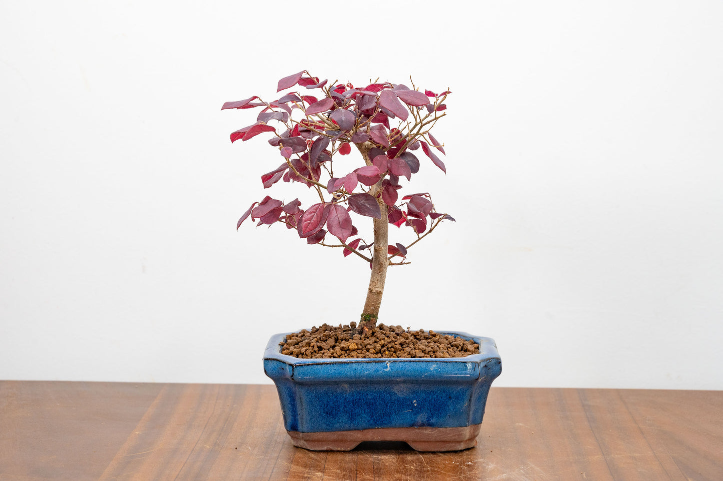 Chinese Fringe Flower - Loropetalum Bonsai