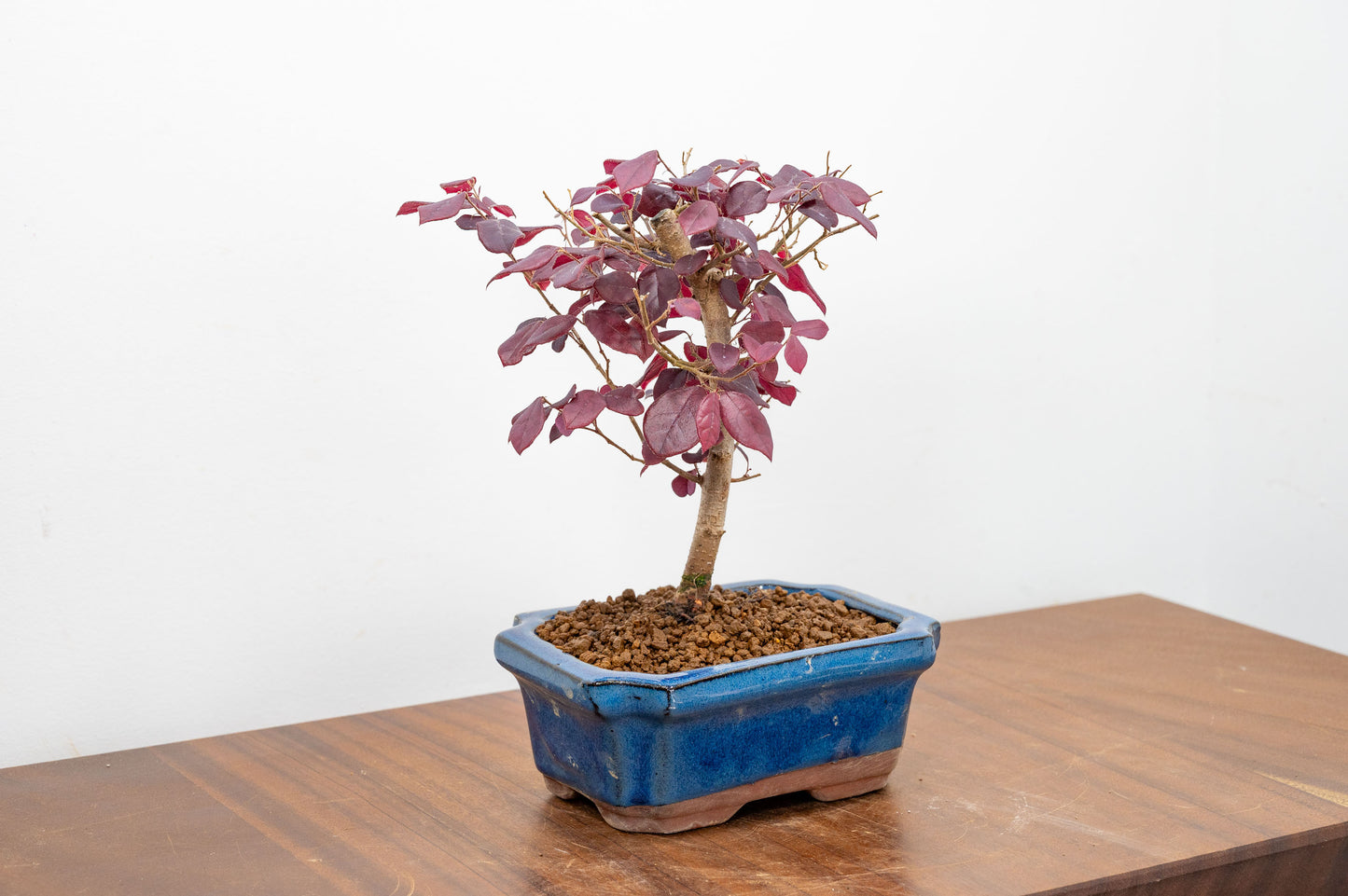 Chinese Fringe Flower - Loropetalum Bonsai