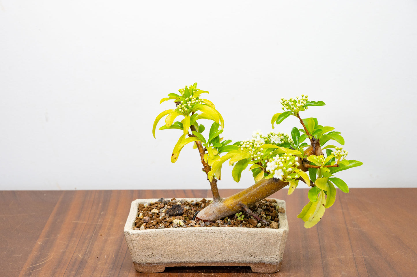 Pyracantha Bonsai Tree