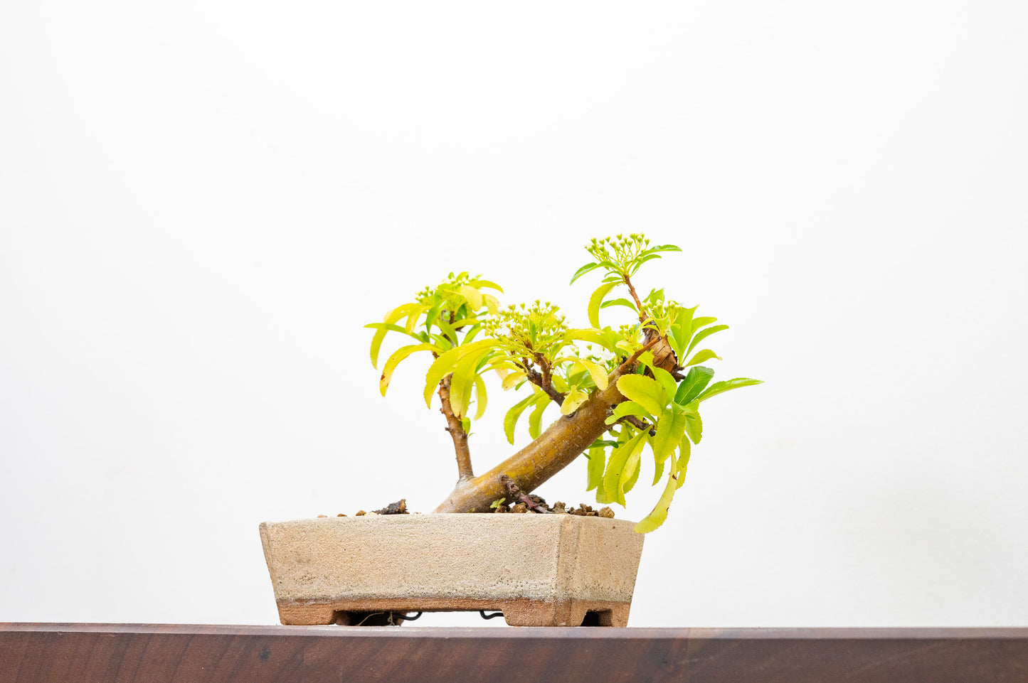 Pyracantha Bonsai Tree