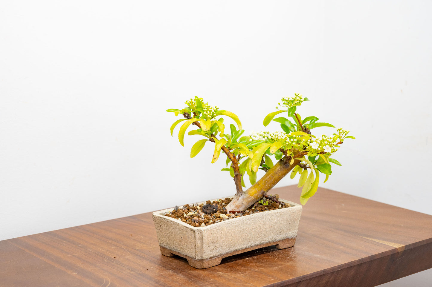Pyracantha Bonsai Tree