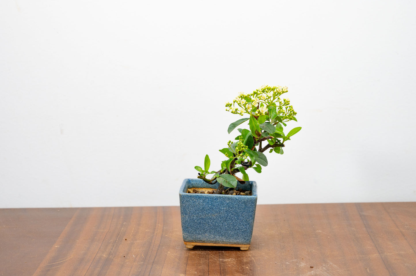 Pyracantha Bonsai Tree