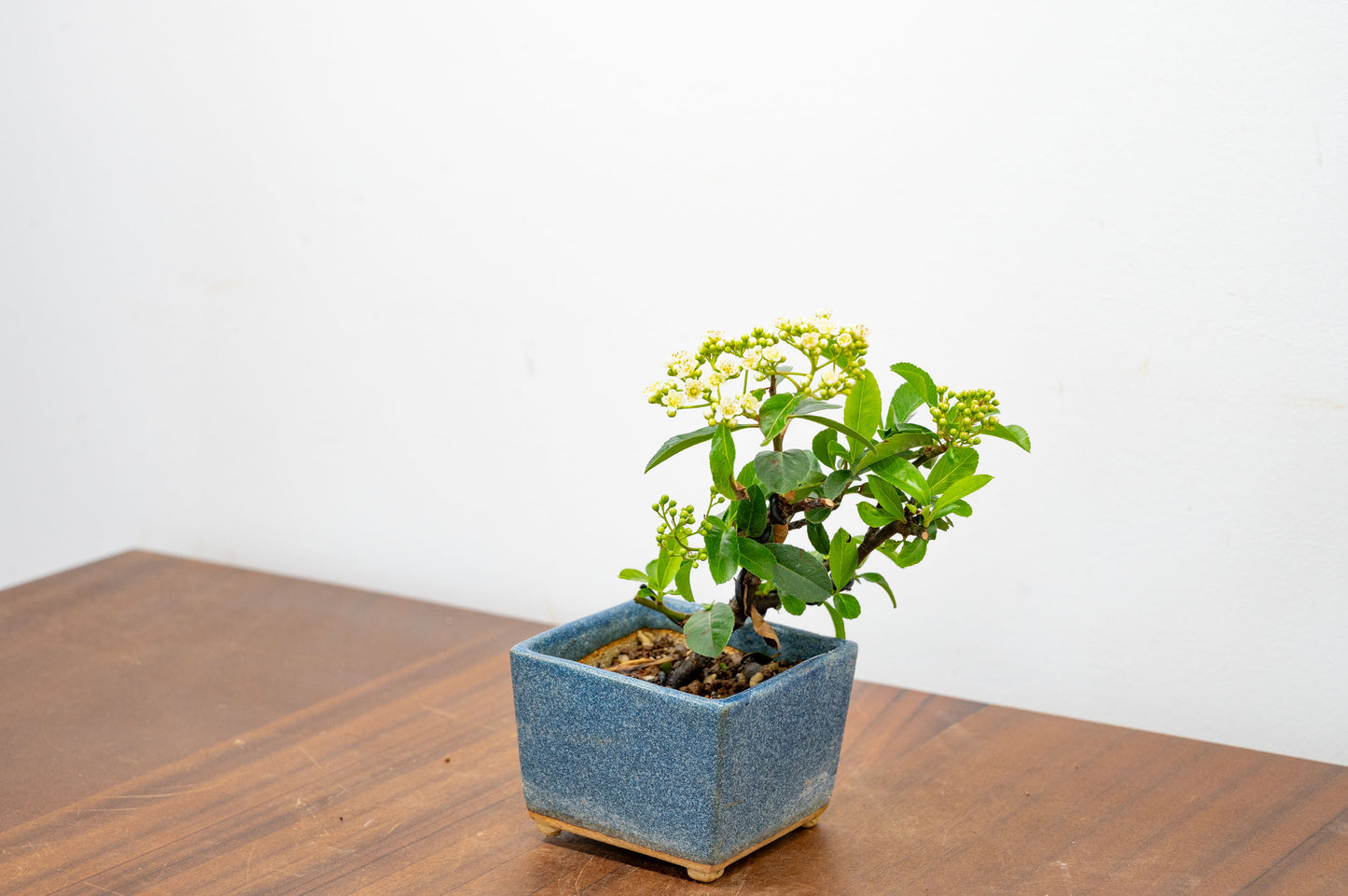 Pyracantha Bonsai Tree