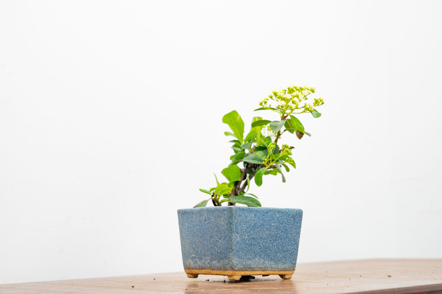 Pyracantha Bonsai Tree
