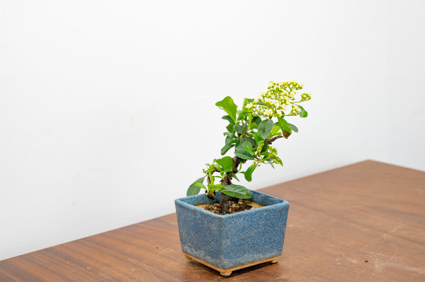 Pyracantha Bonsai Tree