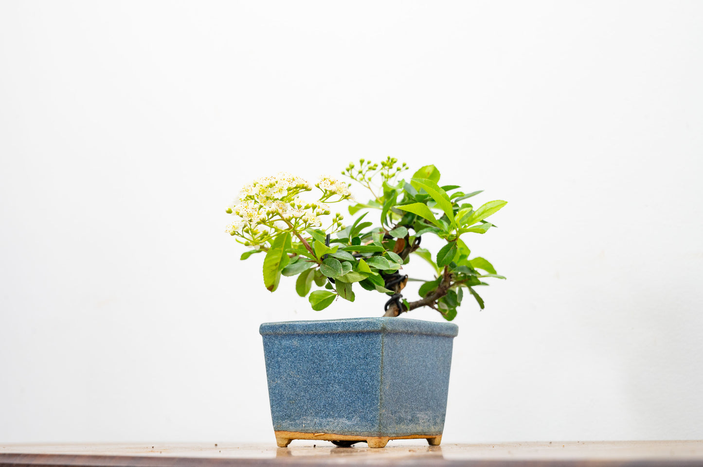 Pyracantha Bonsai Tree