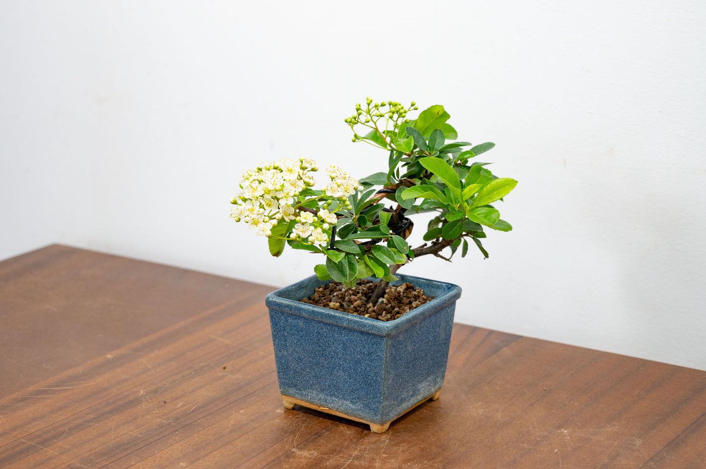 Pyracantha Bonsai Tree