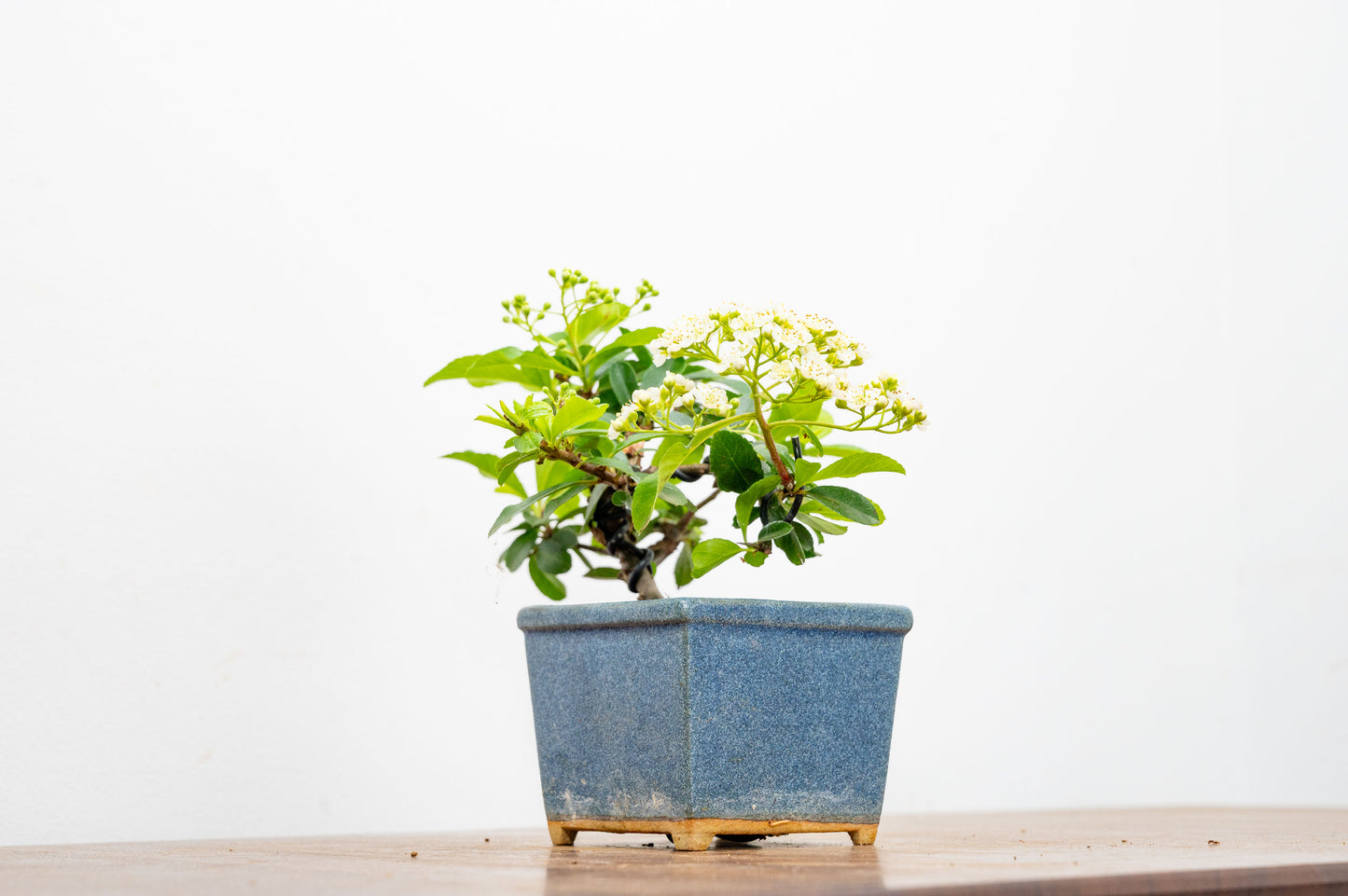 Pyracantha Bonsai Tree