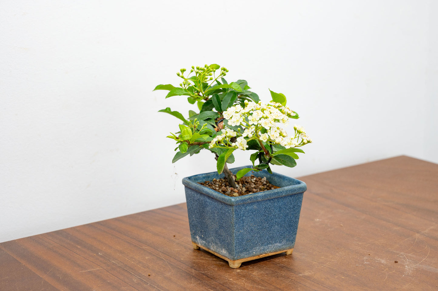 Pyracantha Bonsai Tree