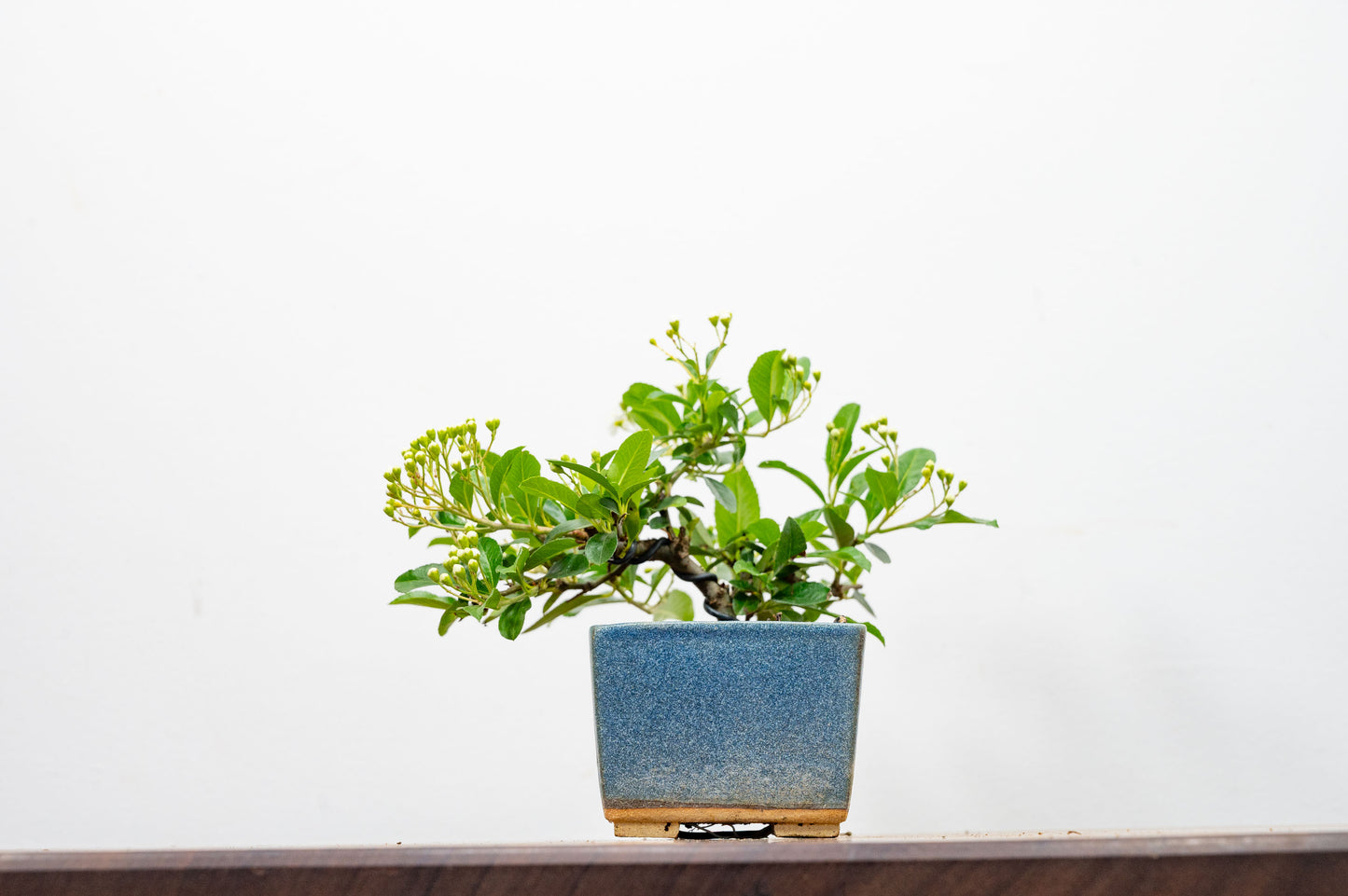 Pyracantha Bonsai Tree