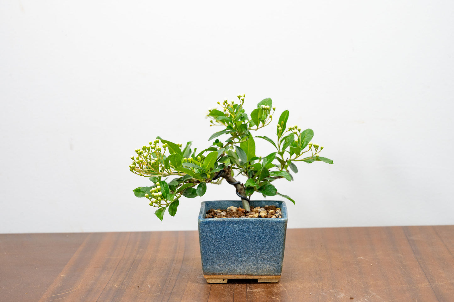 Pyracantha Bonsai Tree