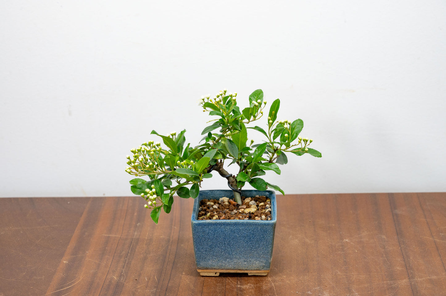 Pyracantha Bonsai Tree