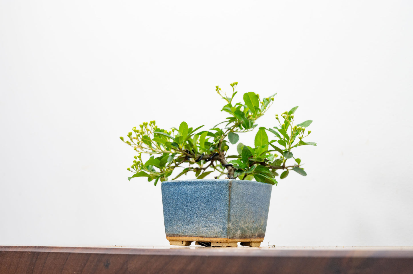 Pyracantha Bonsai Tree