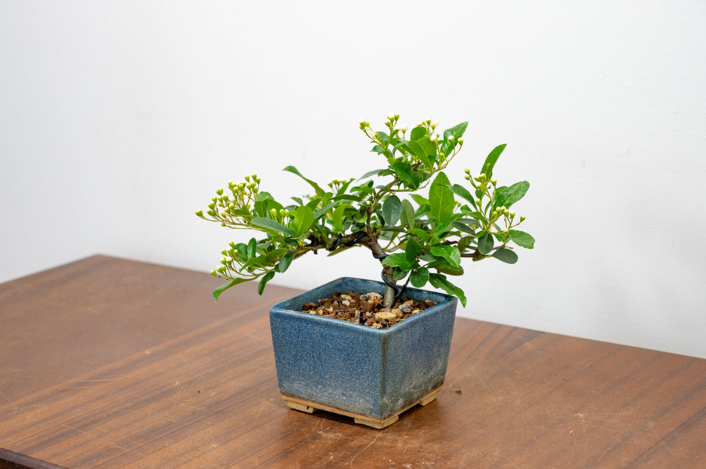 Pyracantha Bonsai Tree