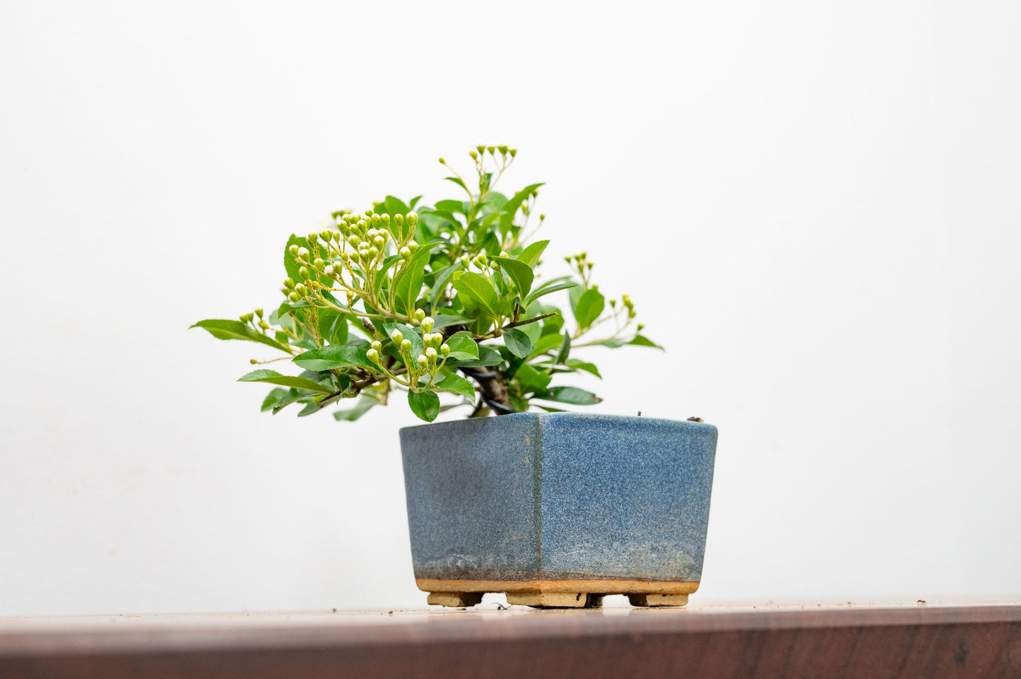 Pyracantha Bonsai Tree