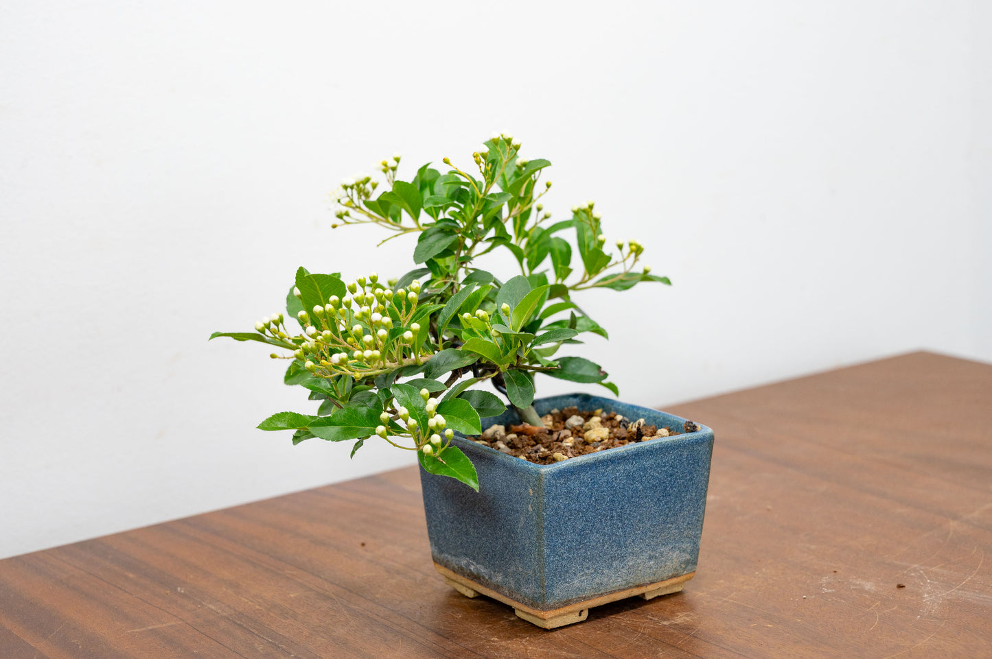 Pyracantha Bonsai Tree