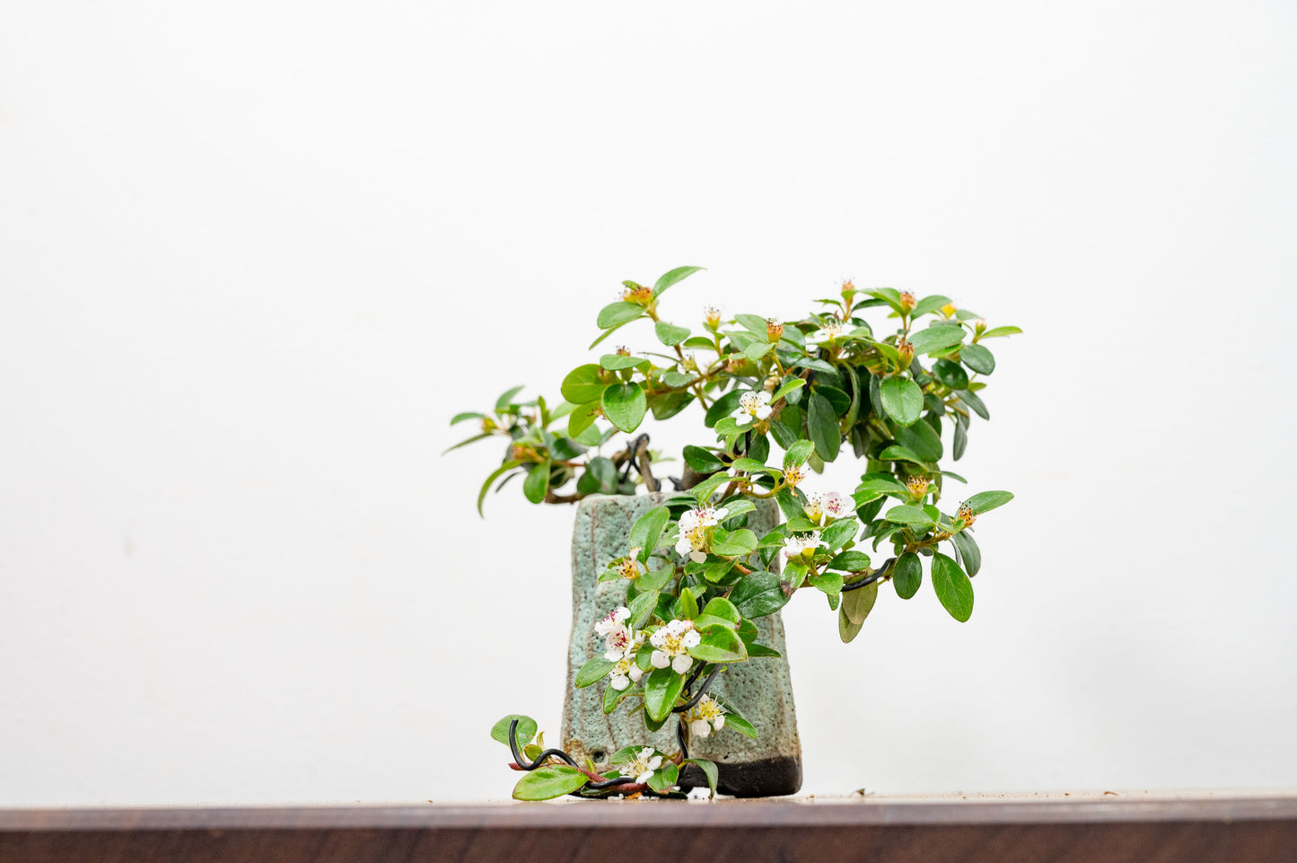 Cotoneaster Bonsai Tree