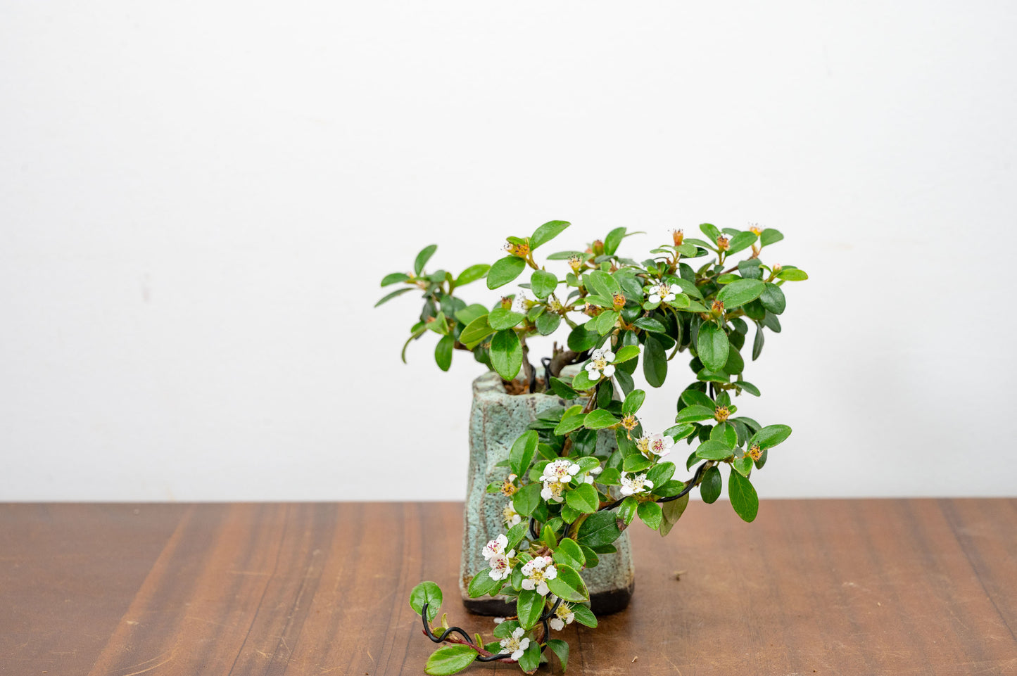 Cotoneaster Bonsai Tree