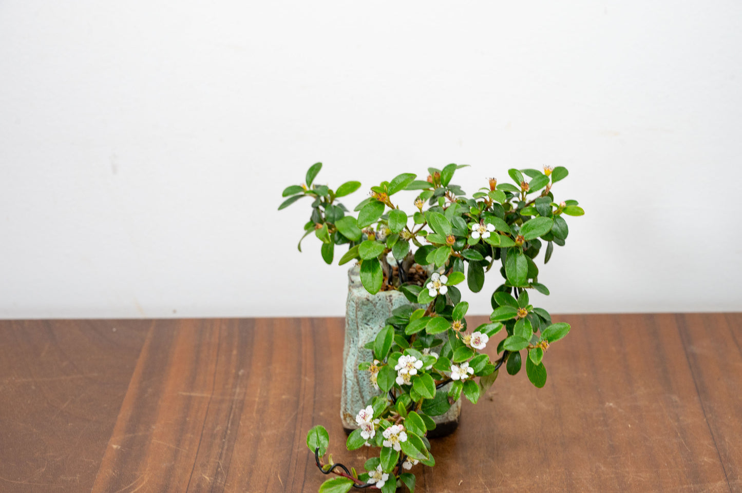 Cotoneaster Bonsai Tree