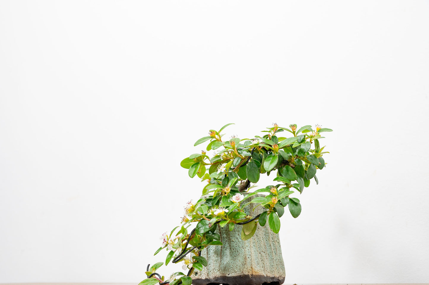 Cotoneaster Bonsai Tree