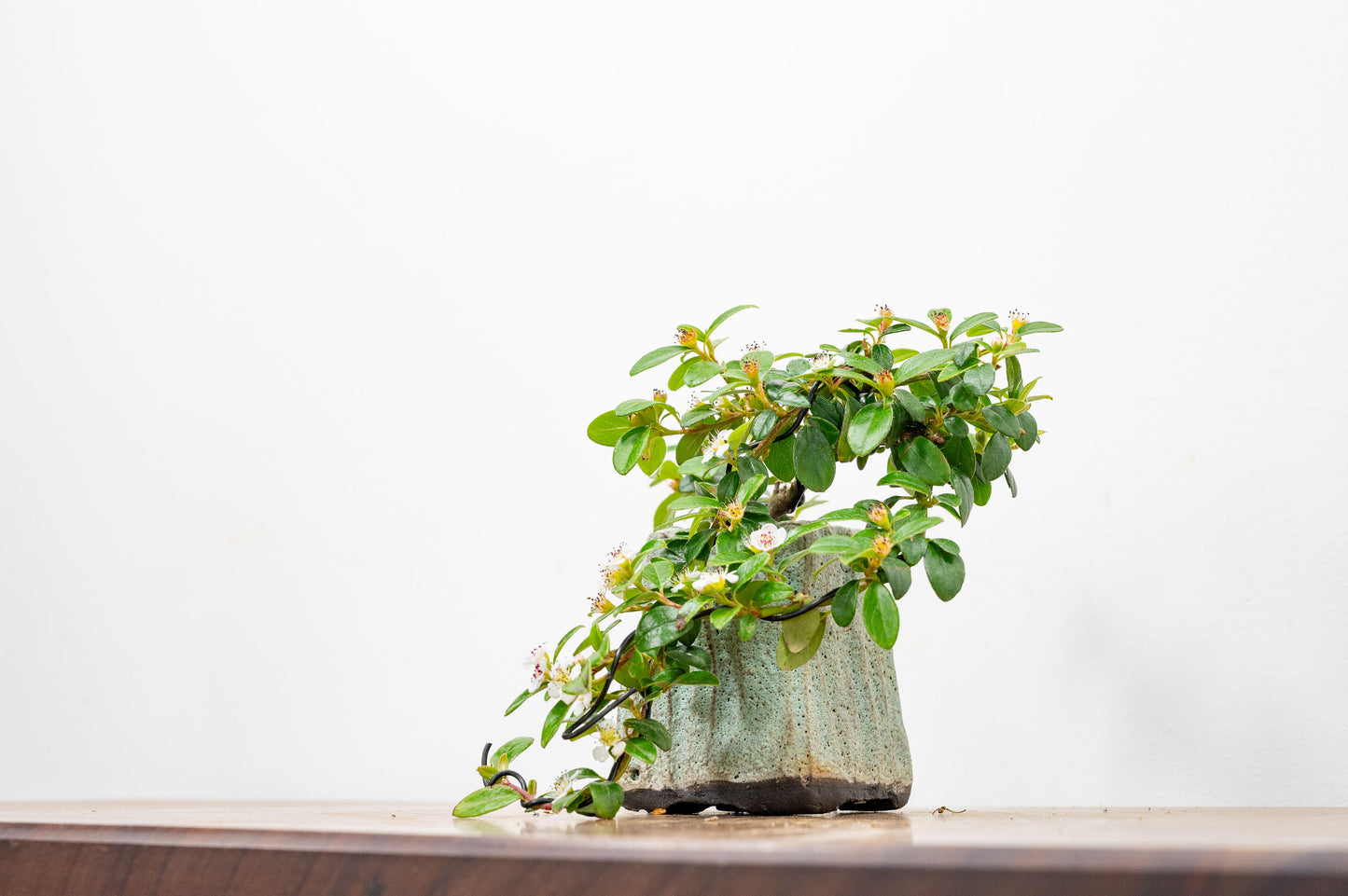 Cotoneaster Bonsai Tree