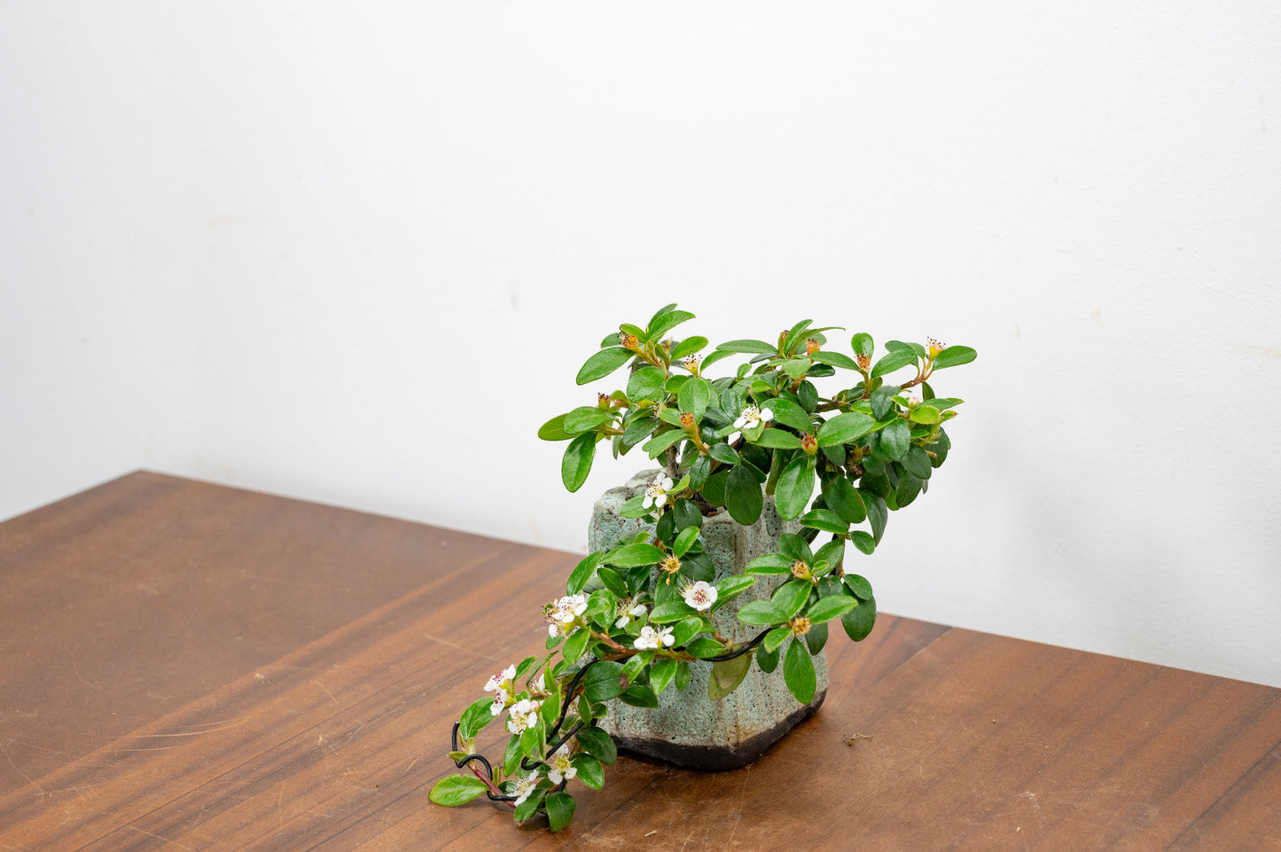 Cotoneaster Bonsai Tree