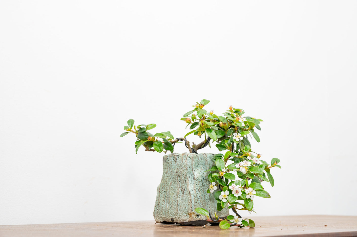 Cotoneaster Bonsai Tree
