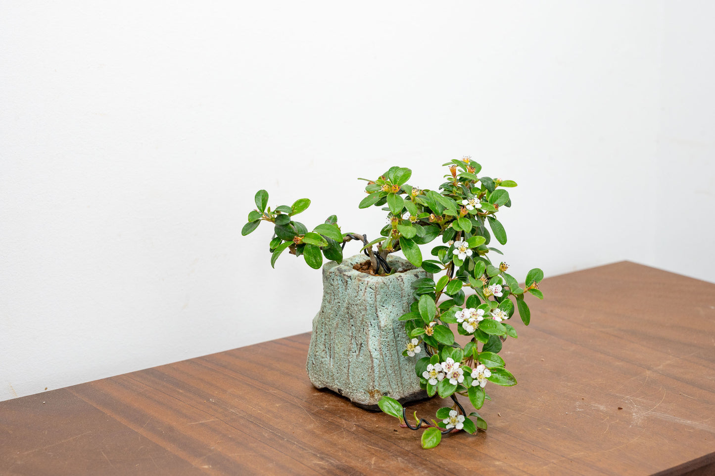 Cotoneaster Bonsai Tree