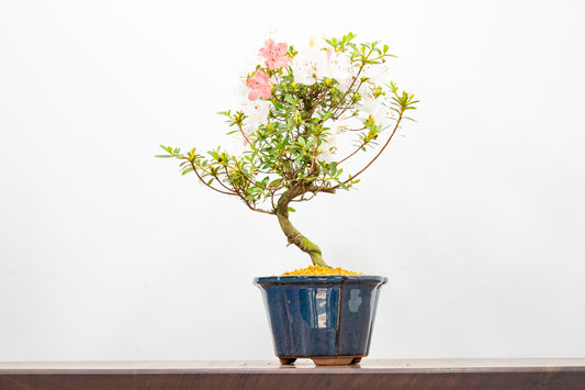 Satsuki Azalea Bonsai
