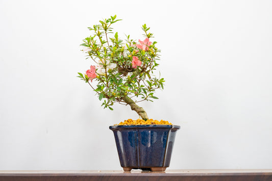 Satsuki Azalea Bonsai