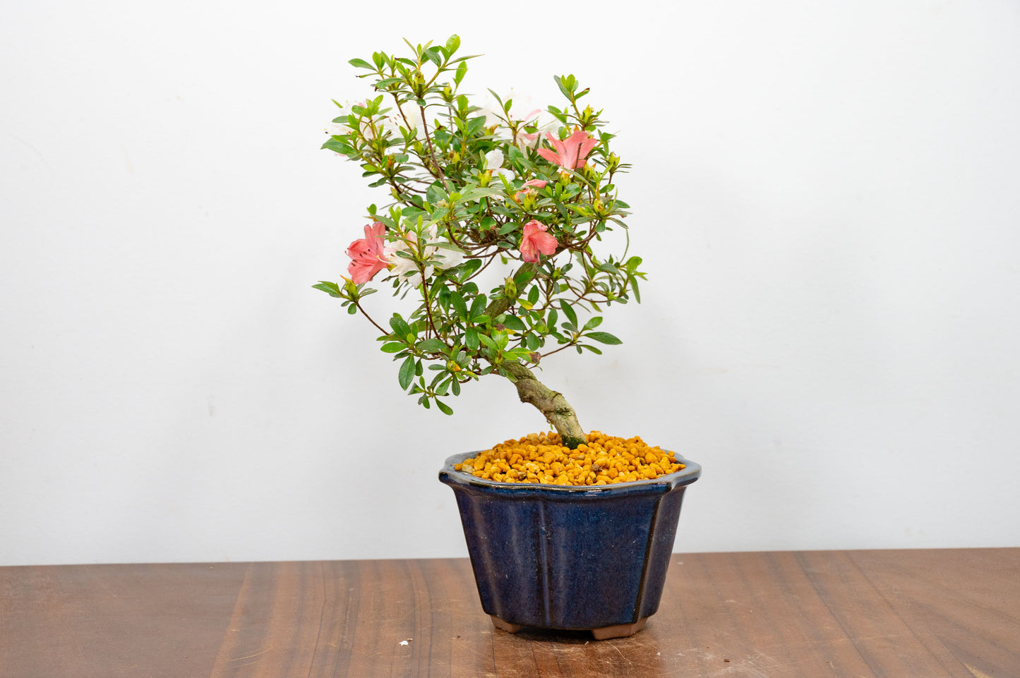 Satsuki Azalea Bonsai