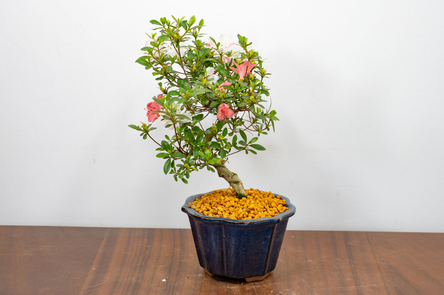 Satsuki Azalea Bonsai