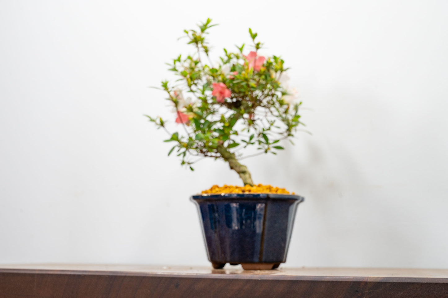 Satsuki Azalea Bonsai